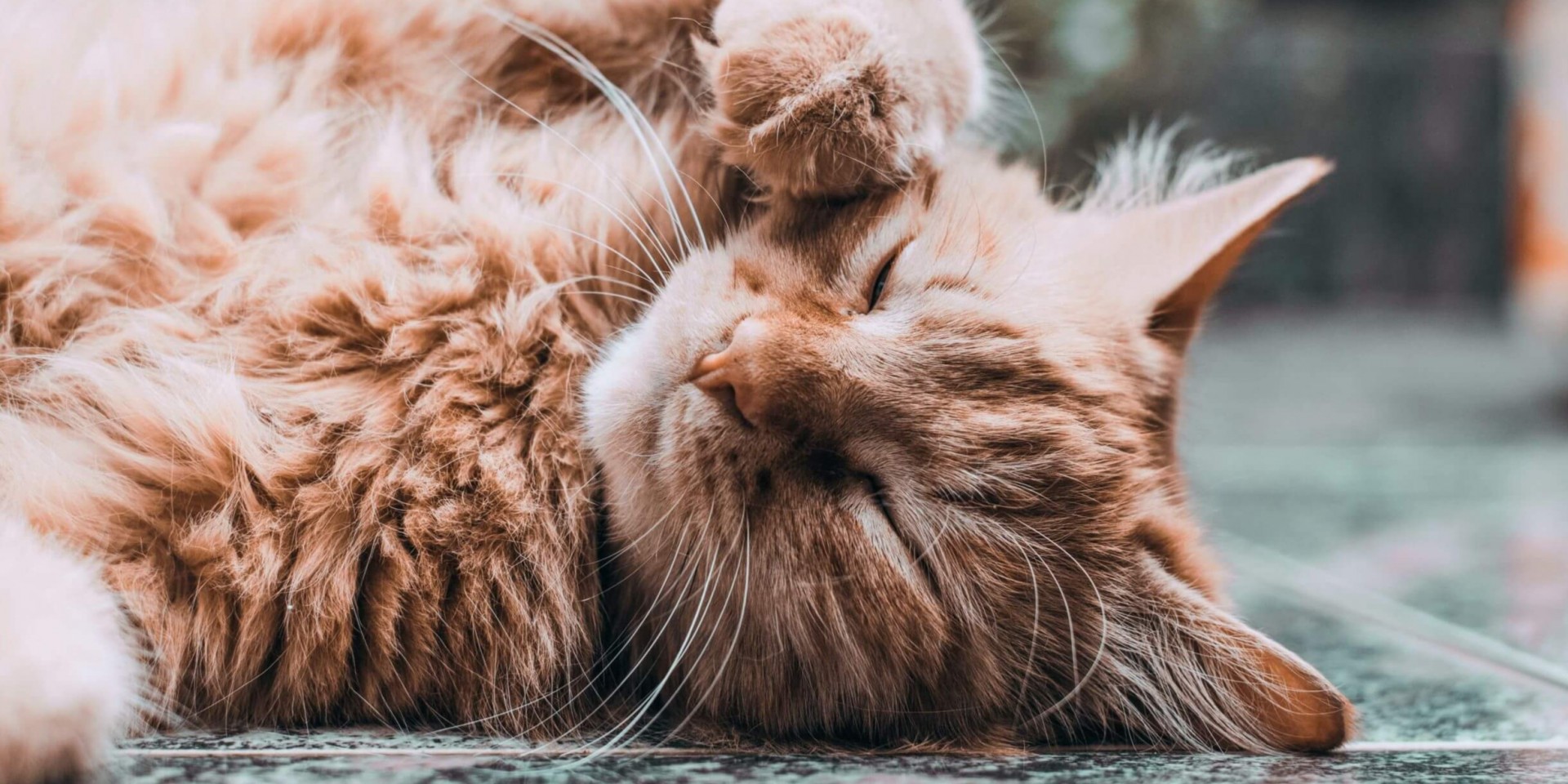 Grieving The Loss Of An Animal Companion