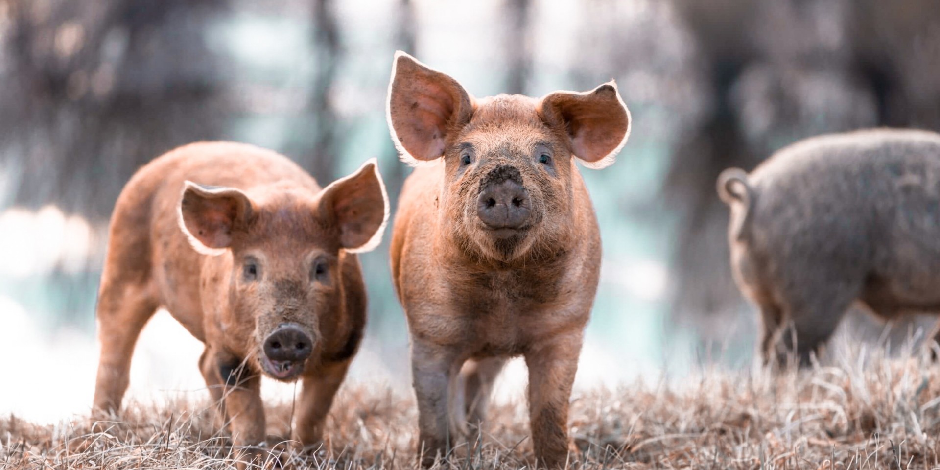 Regenerative Agriculture: Farming For The Planet