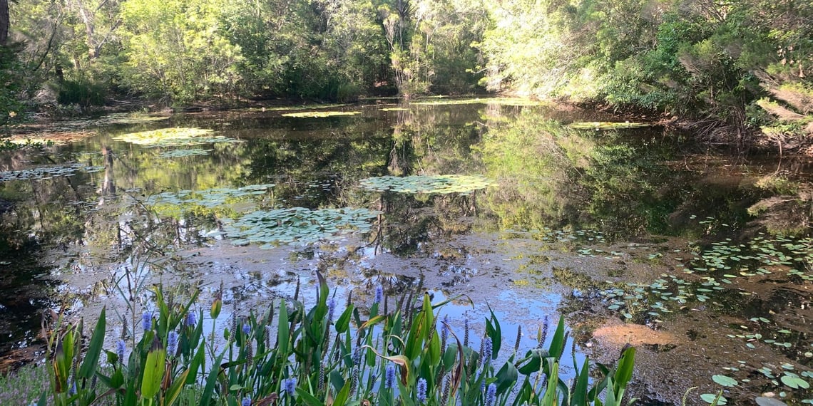 Family & Systemic Constellations, & Coaching