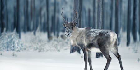 Reindeer Shaman Monthly Class Series