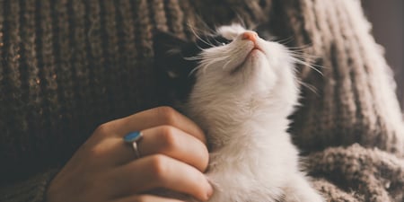 The Surprising Holistic Health Benefits of Animal Companionship