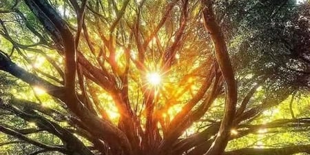 🌿 7-Day Energetic Circuit – Ancestral Healing. Journeys Between Worlds