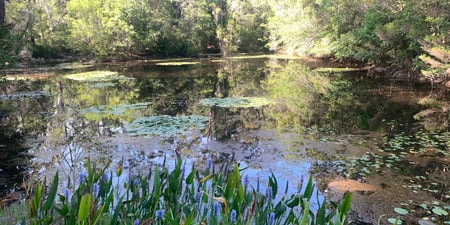 Family & Systemic Constellations, & Coaching