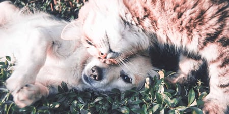 Animal  Assisted Therapy